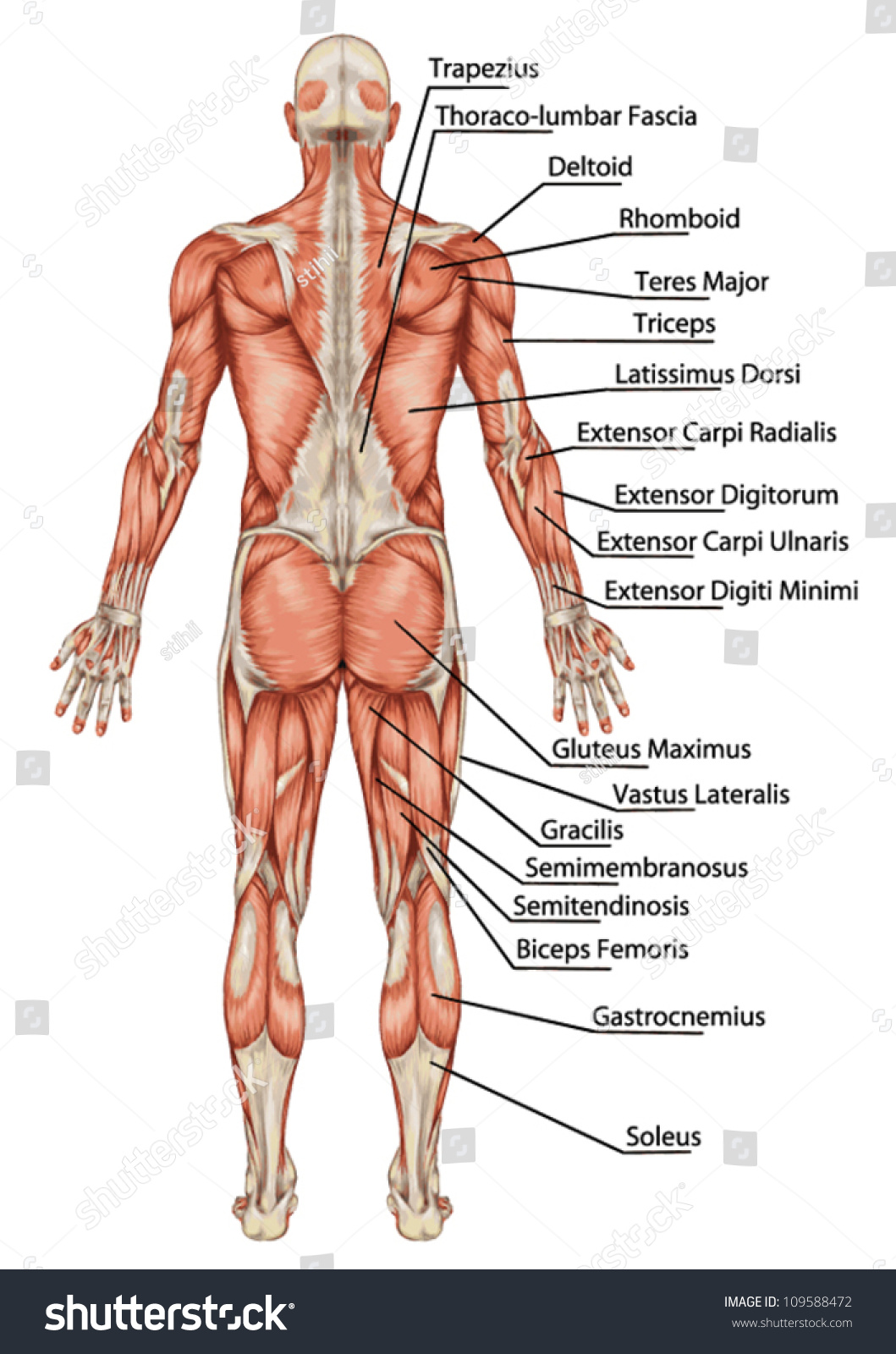 Anatomy Of Male Muscular System Posterior View Royalty Free Stock Vector 109588472 8072