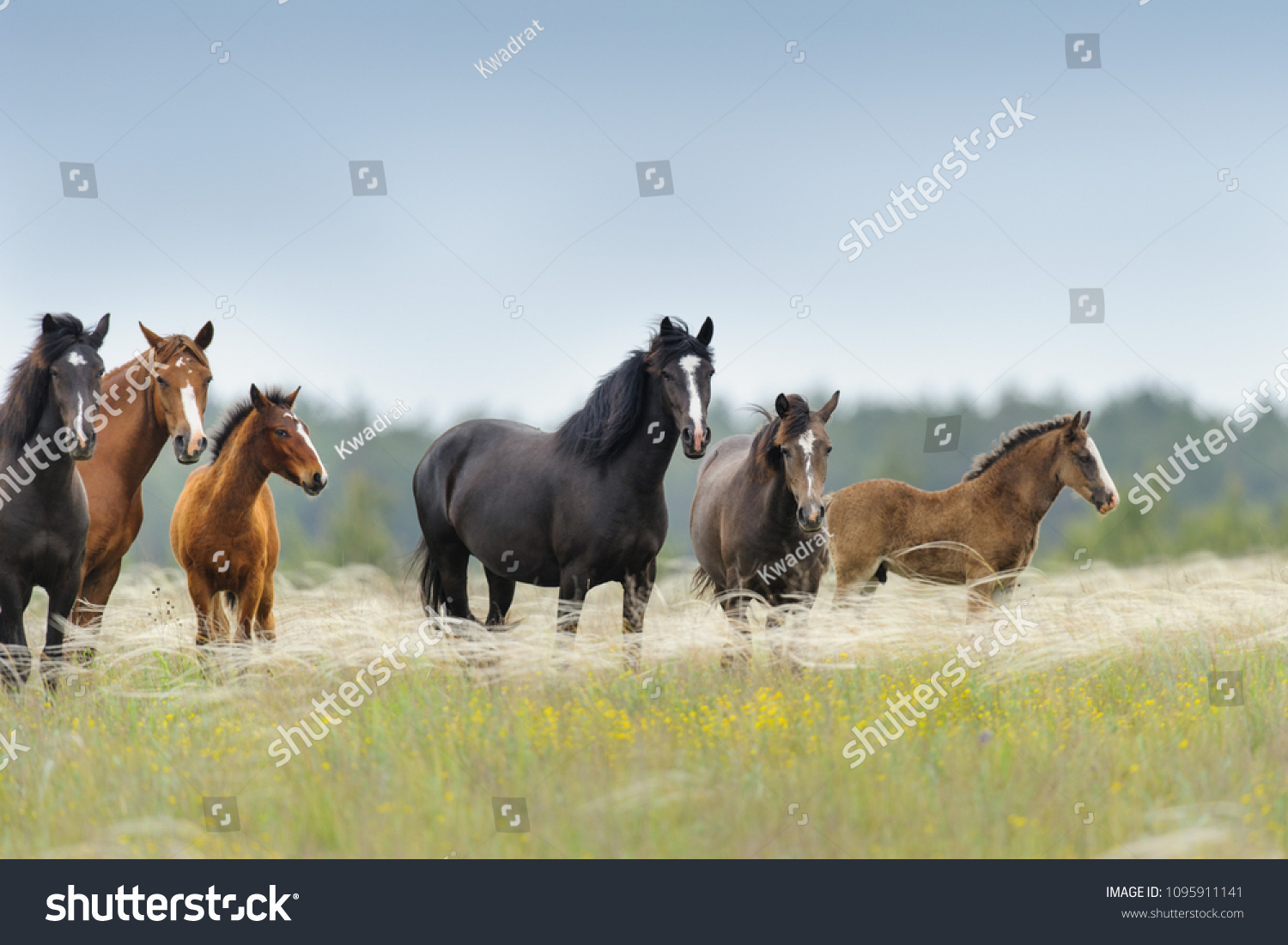 Horse herd with cute foal grazing on pasture #1095911141