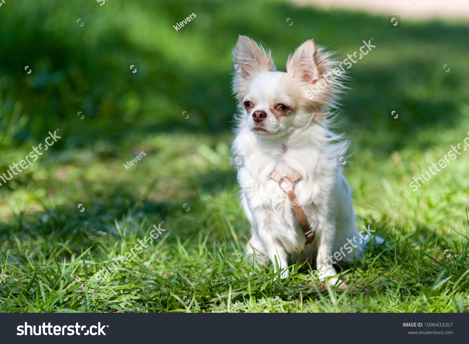 puppy Chihuahua sitting on the green grass #1096433267