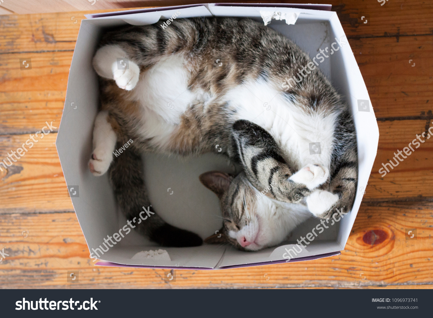Striped cat sleeping in a cardboard box #1096973741