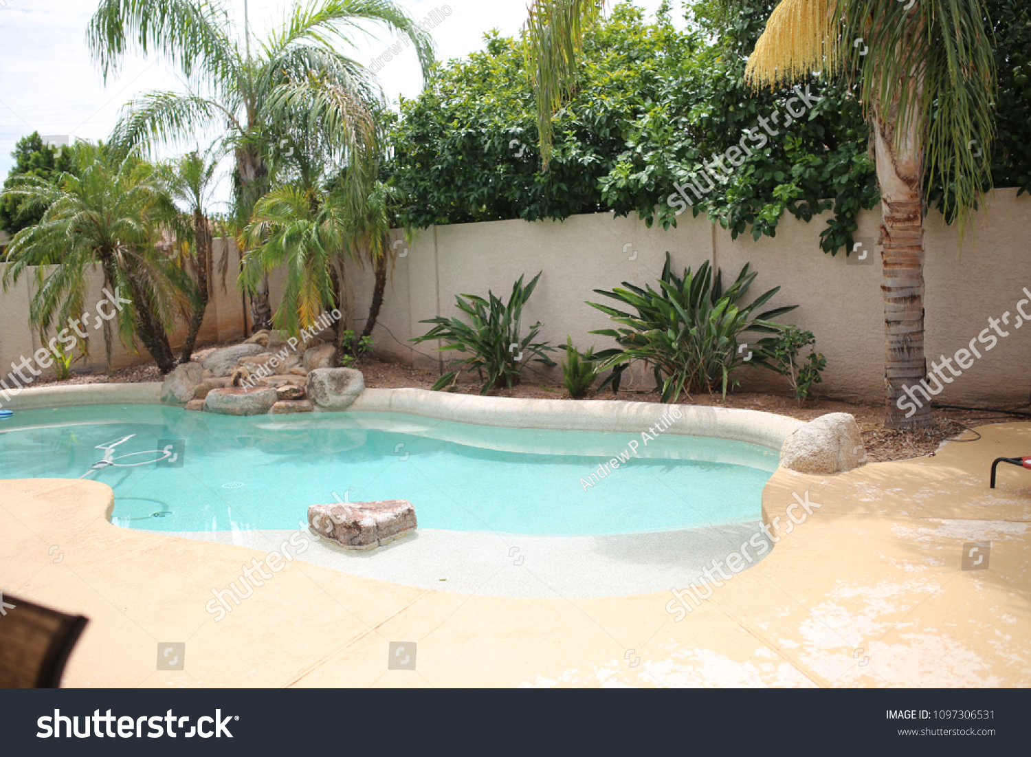 backyard pool oasis with palm trees #1097306531