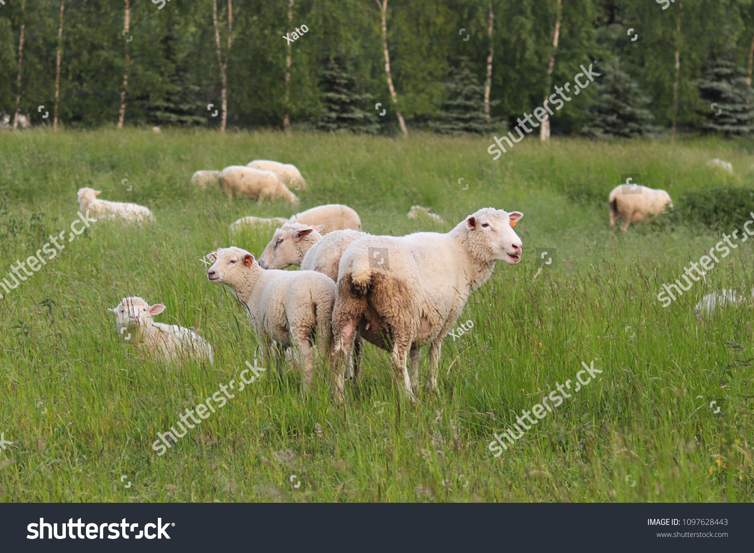 A herd of clear sheep color graze in a meadow with a tall green lush grass. Pasture of a farm with construction and trees. Industrial livestock. Livestock. Source of income of rural residents. #1097628443
