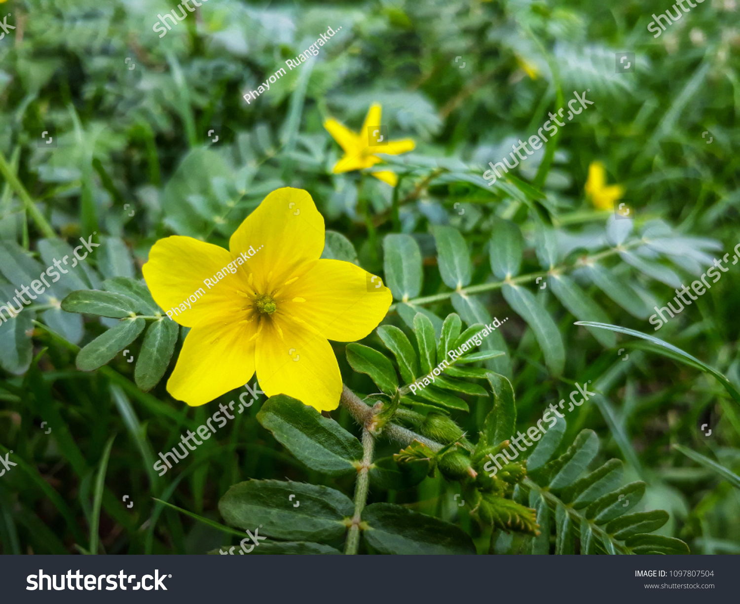 Yellow grass flower on green grass #1097807504