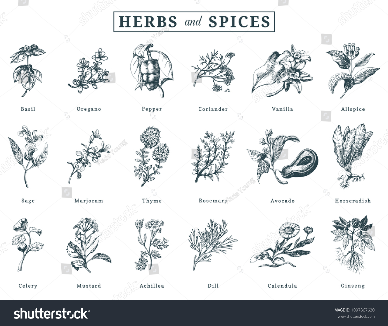 Drawn herbs and spices vector set. Botanical illustrations of organic, eco plants. Used for farm sticker, shop label etc. #1097867630