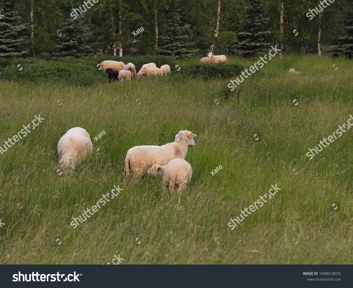 A herd of clear sheep color graze in a meadow with a tall green lush grass. Pasture of a farm with construction and trees. Industrial livestock. Livestock. Source of income of rural residents. #1098018074