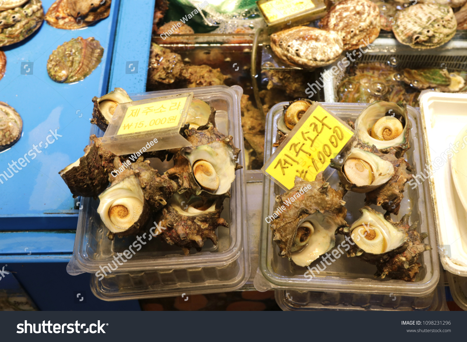 Fresh turban shells on display at famous Dongmun Traditional Market in Jeju Island,South Korea . The food label shows name of turban shells and price tag .
 #1098231296