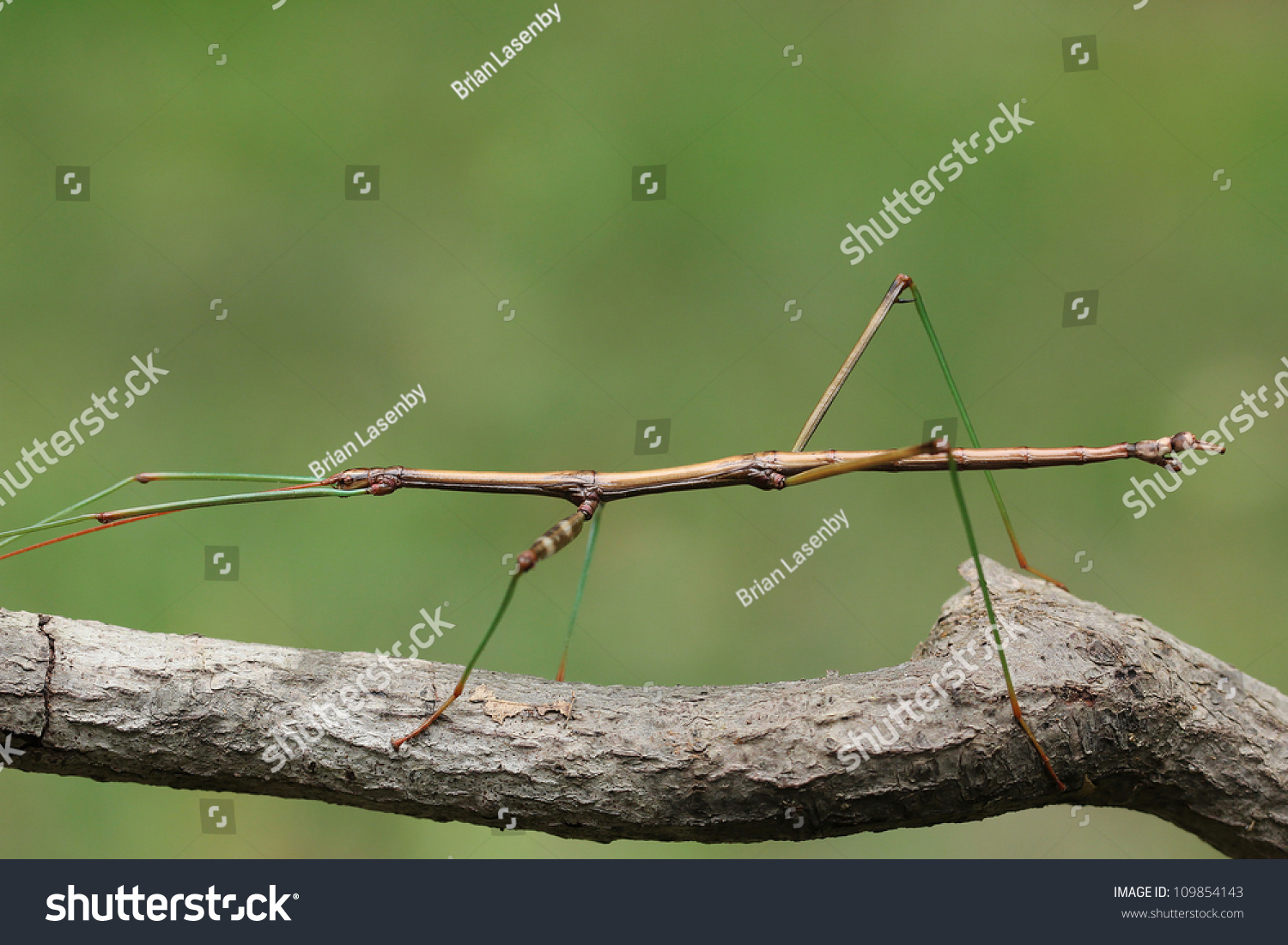 Northern Walking Stick (Diapheromera femorata) Perched on a Tree Branch - Ontario, Canada #109854143