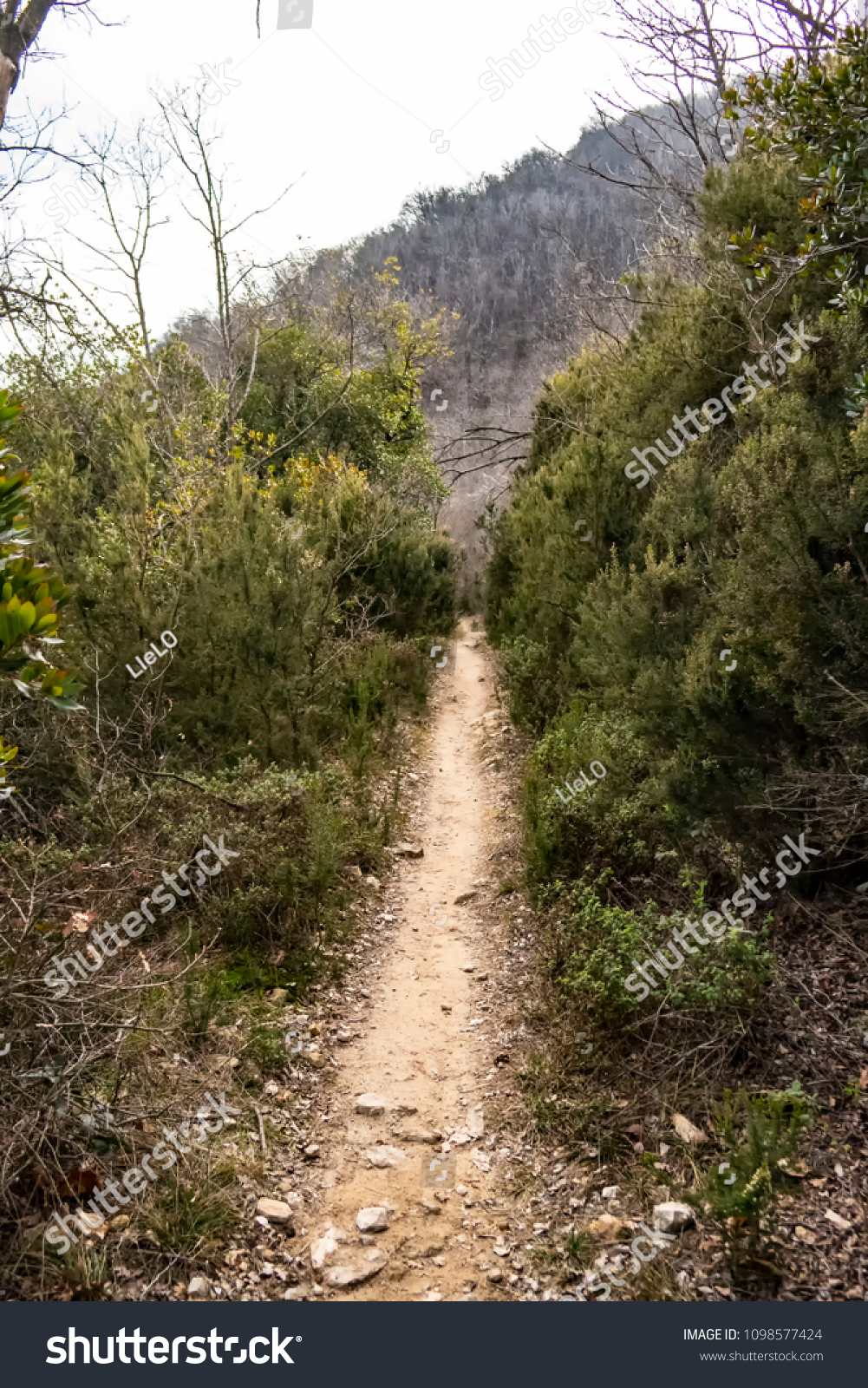 Wild path in the nature #1098577424