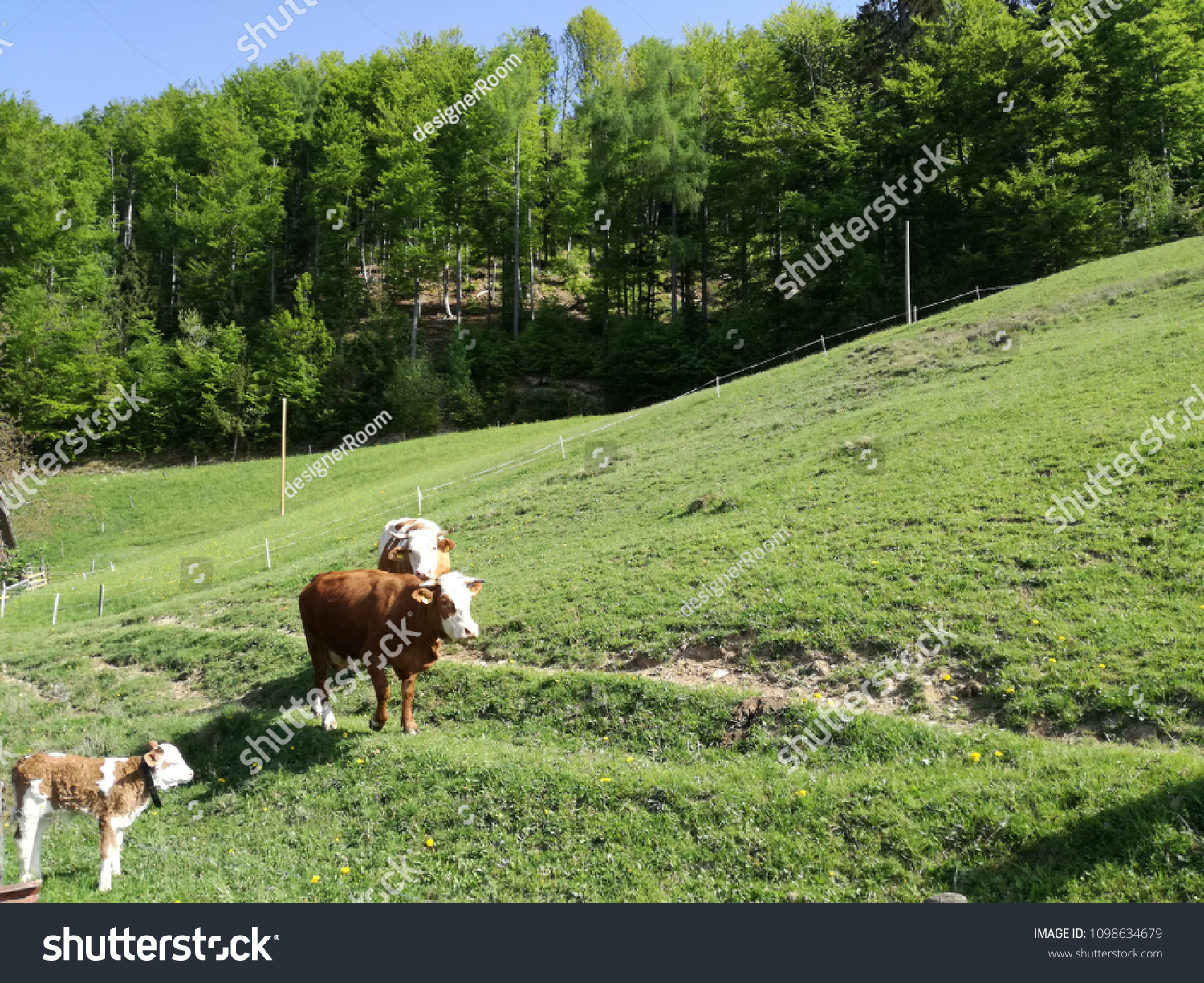 Pasture cow family in the alpine #1098634679