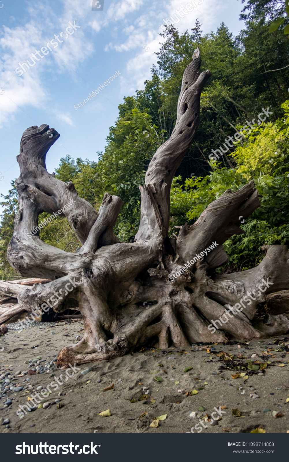 strange shaped tree roots laying on the sandy beach  #1098714863