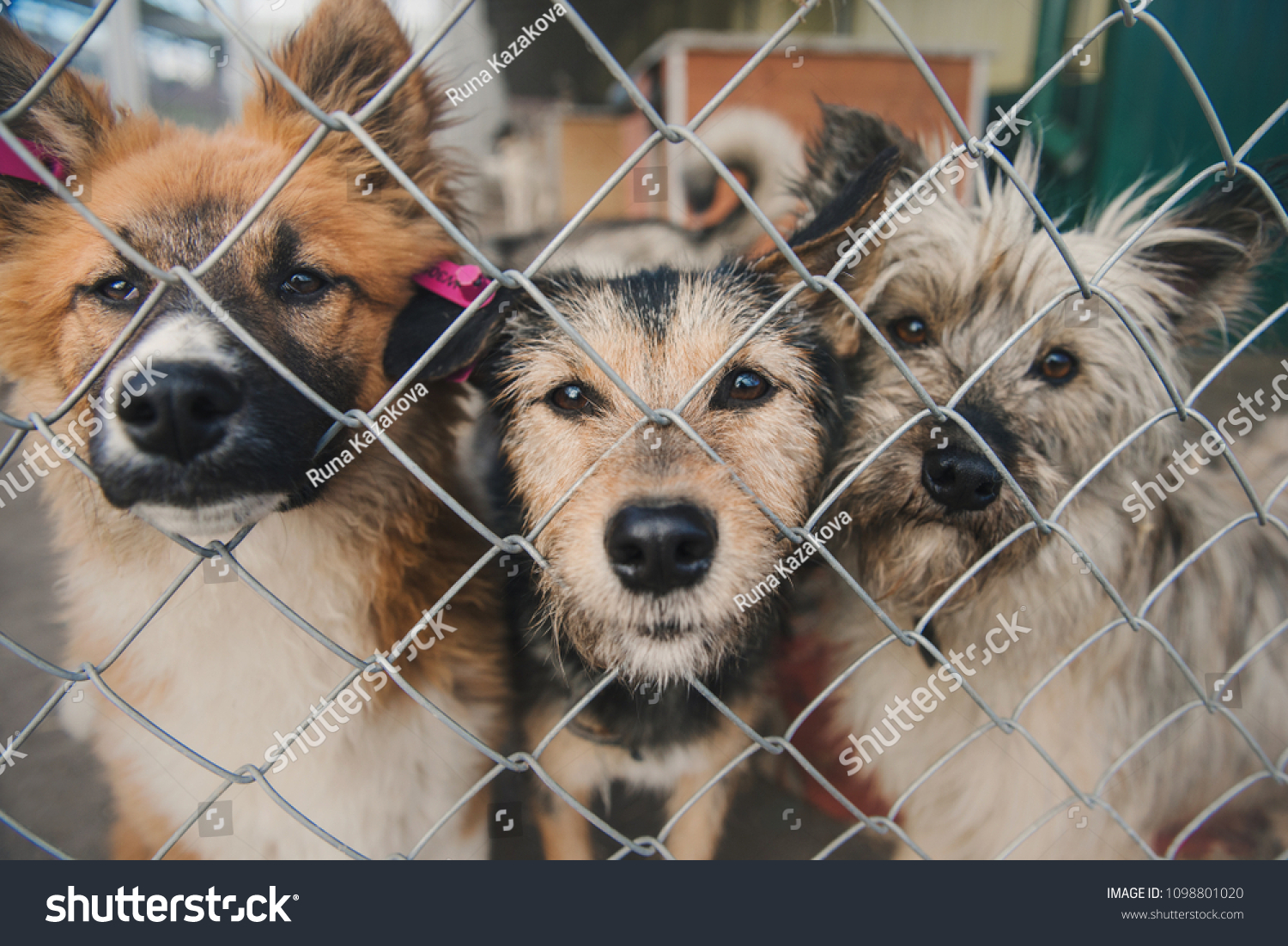 Homeless mongrel dogs is sitting on a cage in animal shelter #1098801020