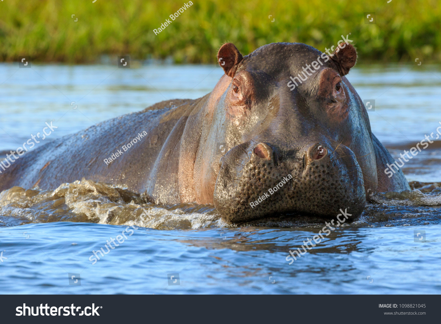 Hippopotamus (Hippos) in Liwonde N.P. - Malawi #1098821045