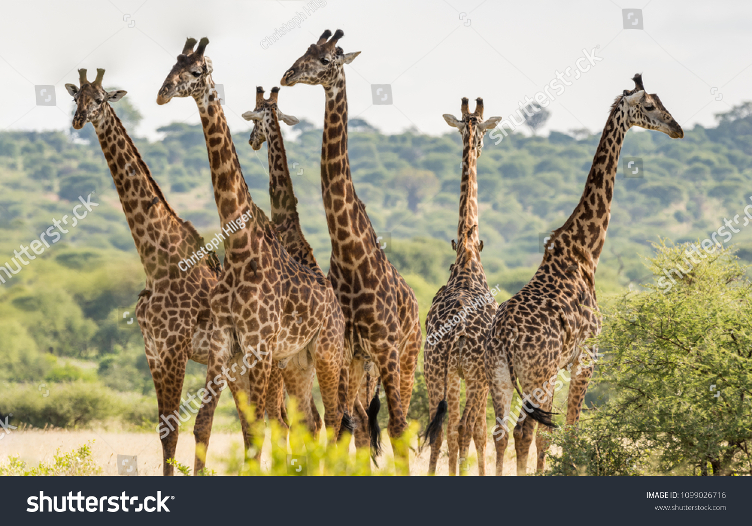 Group of six giraffes in Tarangire National Park, Tanzania #1099026716