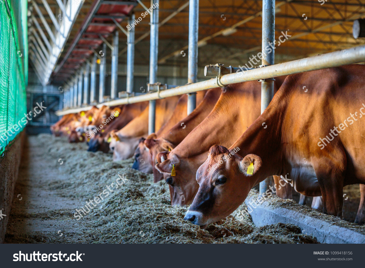 cows dairy breed of Jersey eating silos fodder in cowshed farm somewhere in central Ukraine, agriculture industry, farming and animal husbandry concept #1099418156