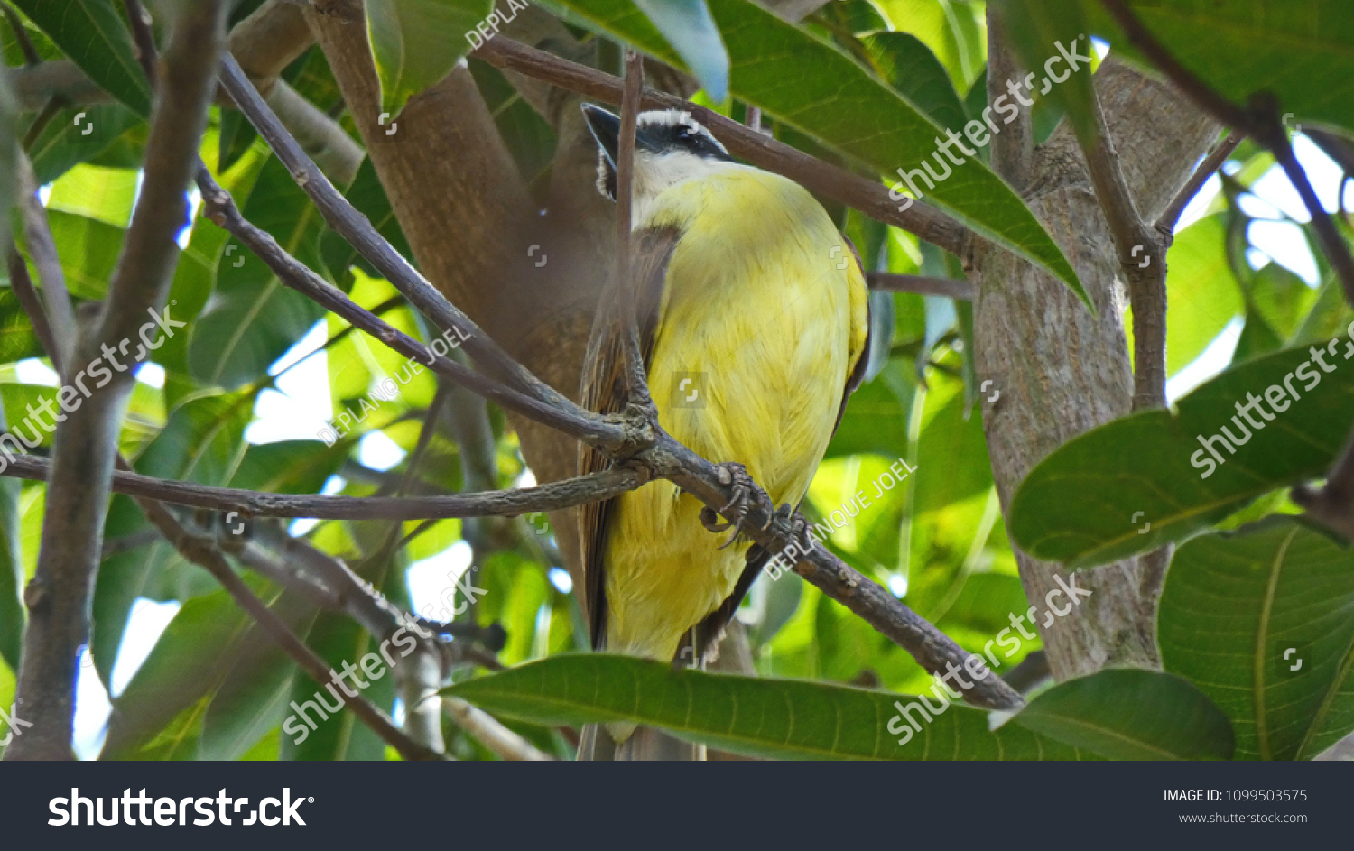 Great Kiskadee- Pitangus sulphuratus-Tyran quiquivi on a mango tree. #1099503575