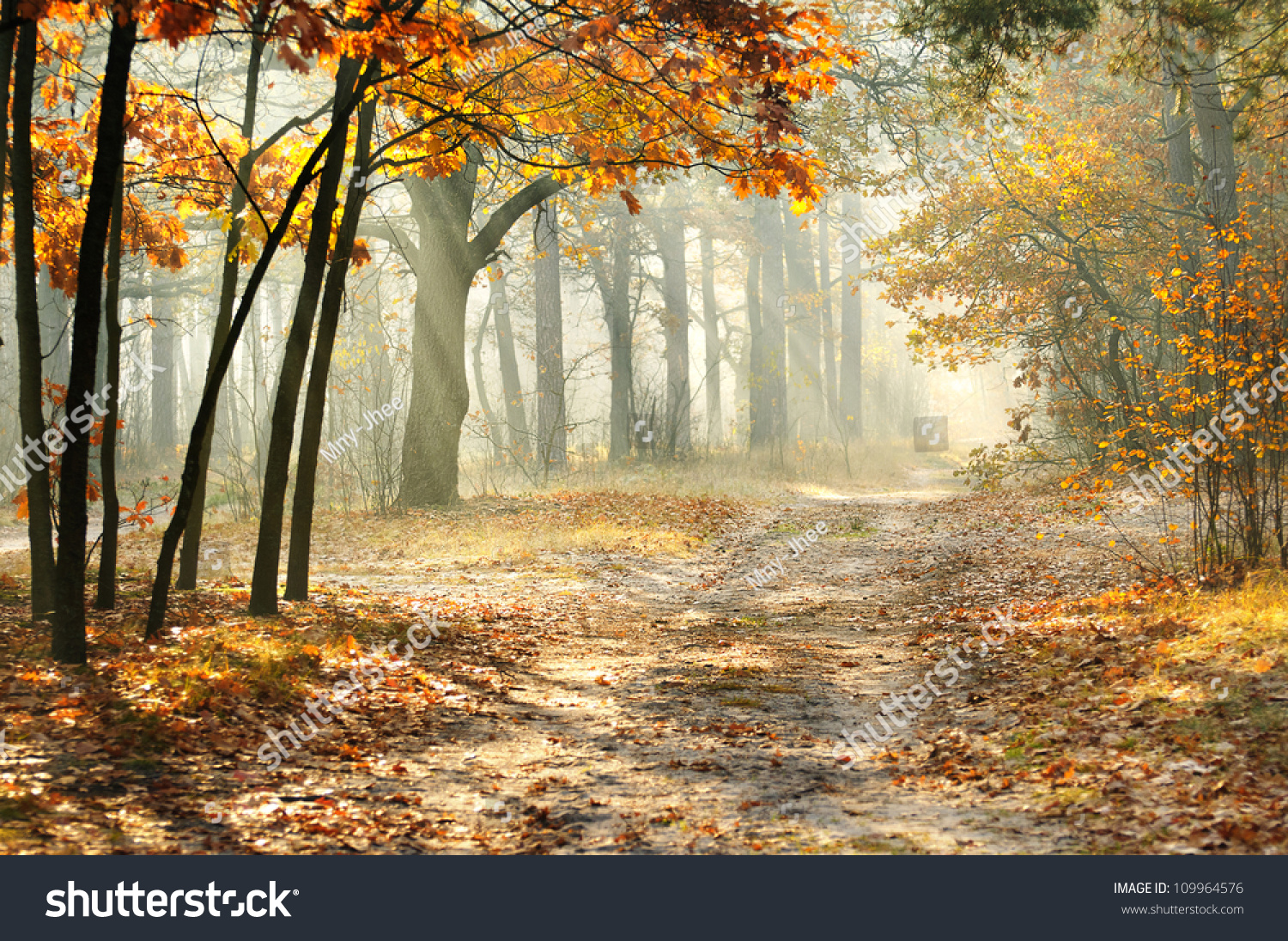 Beautiful morning in the misty autumn forest with sun rays #109964576