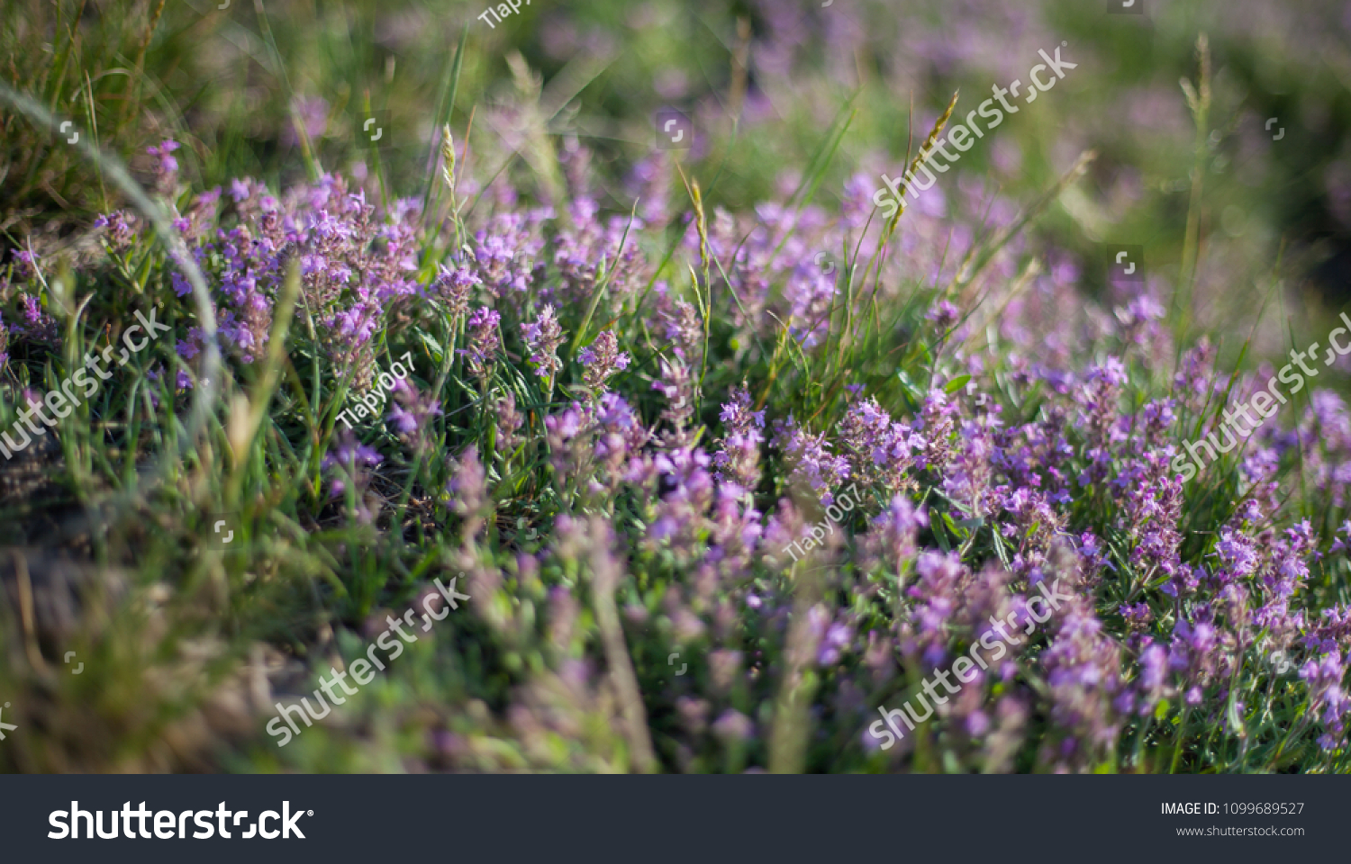 Thymus vulgaris known as Common Thyme, Garden thyme, variety with pale pink flowers #1099689527