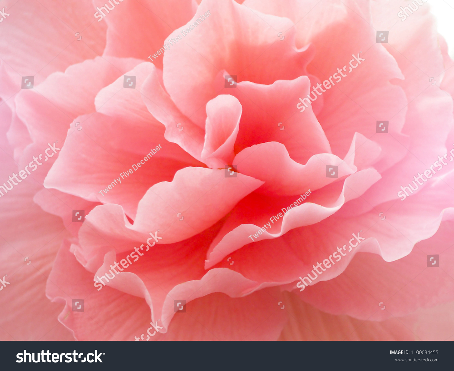 Flower pink color close-up. Background. #1100034455