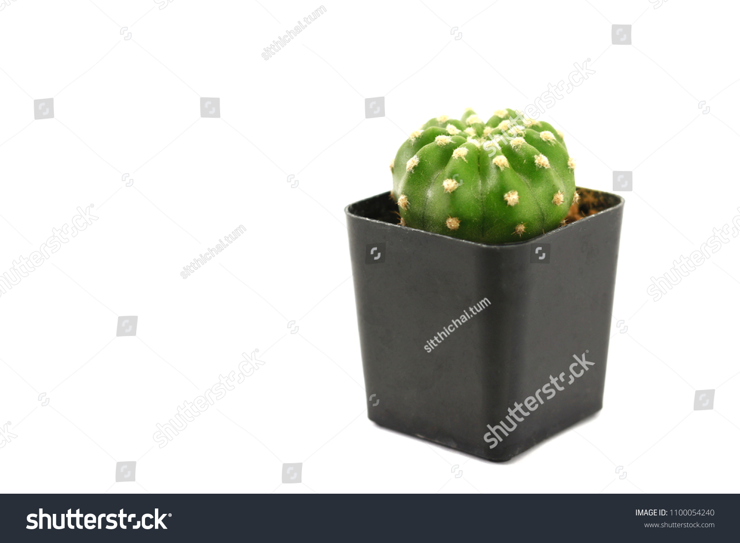 Cactus in a black pot on a white background. Cactus is a small tree used to decorate and decorate both the bedroom and the office. Can be placed near the computer screen. #1100054240