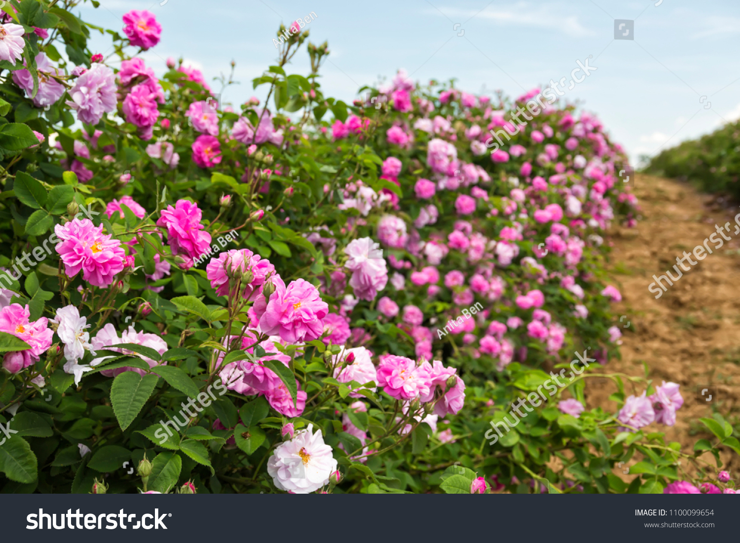 Bulgarian rose valley near Kazanlak. Rose Damascena fields. #1100099654
