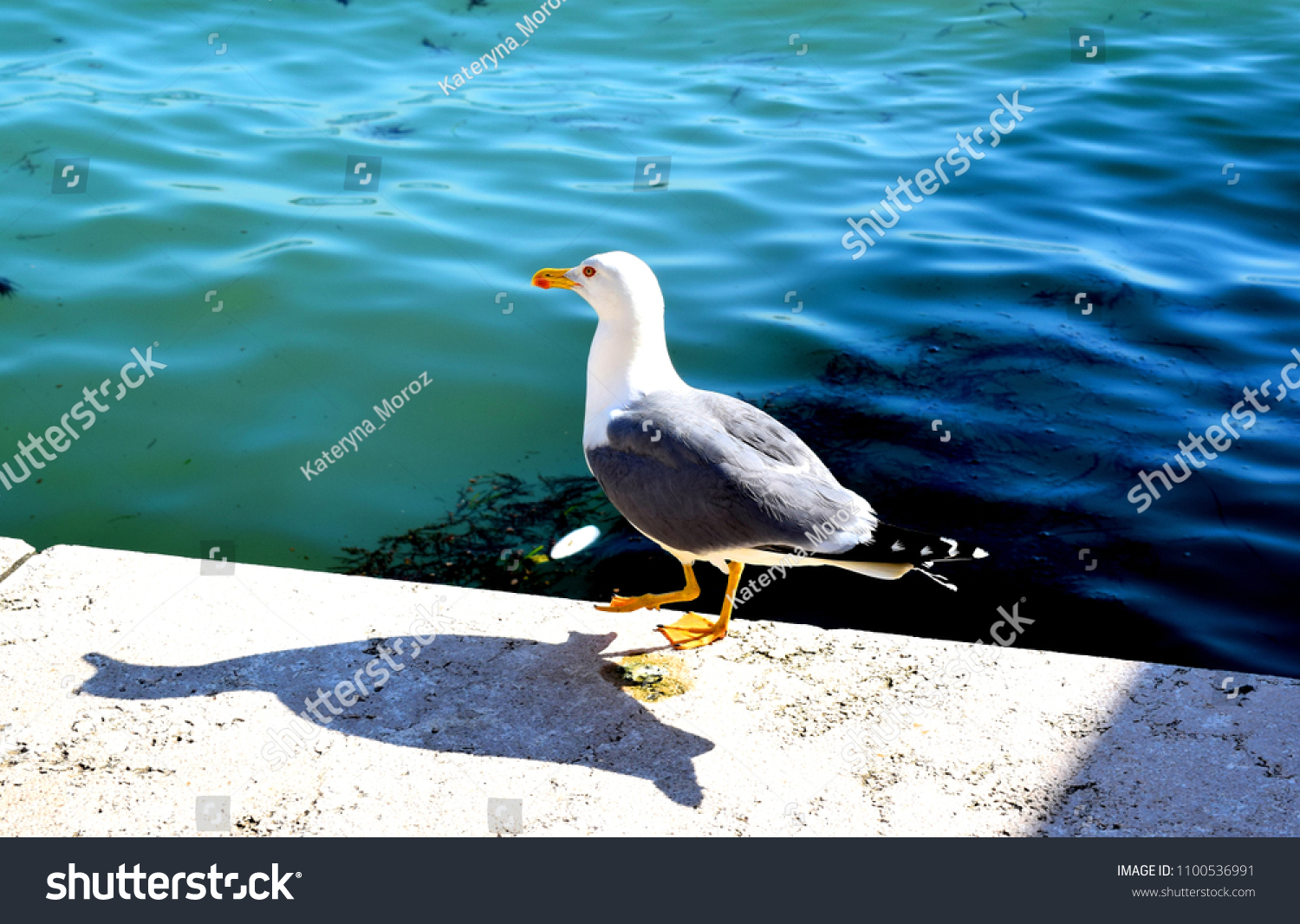 The European herring gull  is a large gull One of the best known of all gulls along the shores of western Europe, it was once abundant. #1100536991