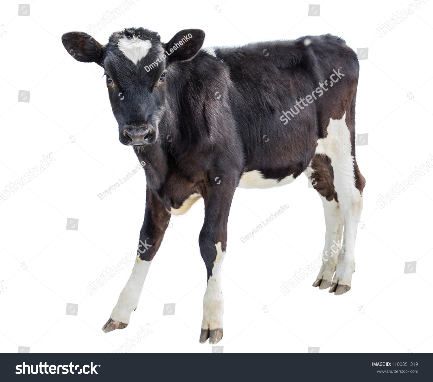 cow farm animal #1100851319