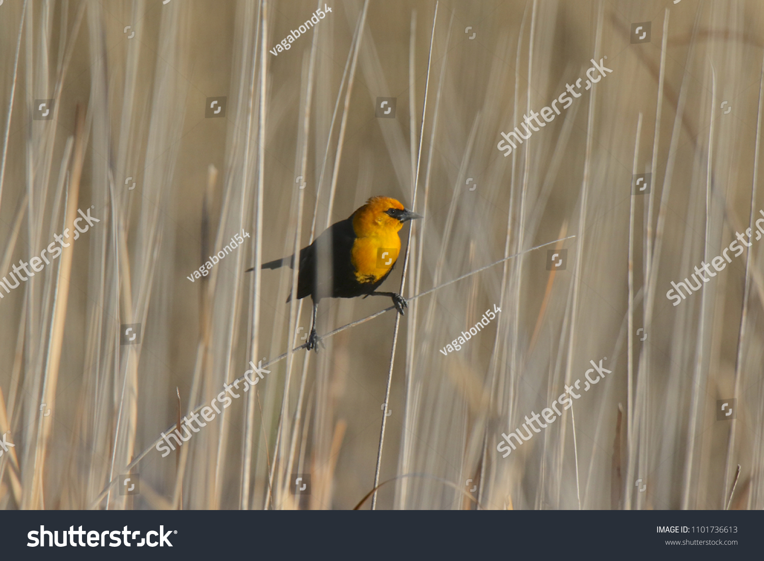 Yellow-headed Blackbird (male) #1101736613