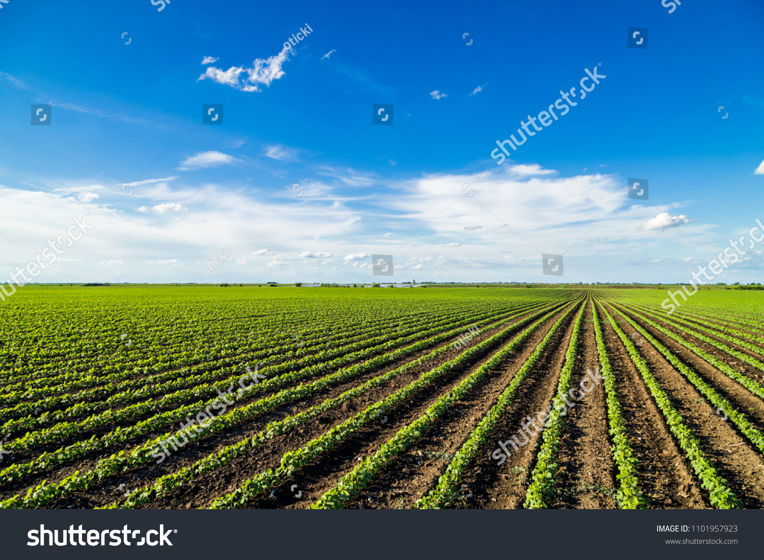 Green ripening soybean field, agricultural landscape #1101957923