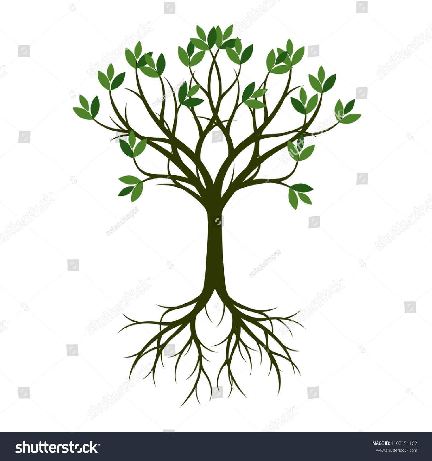 Green Spring Tree with Root. Vector Illustration - Royalty Free Stock ...