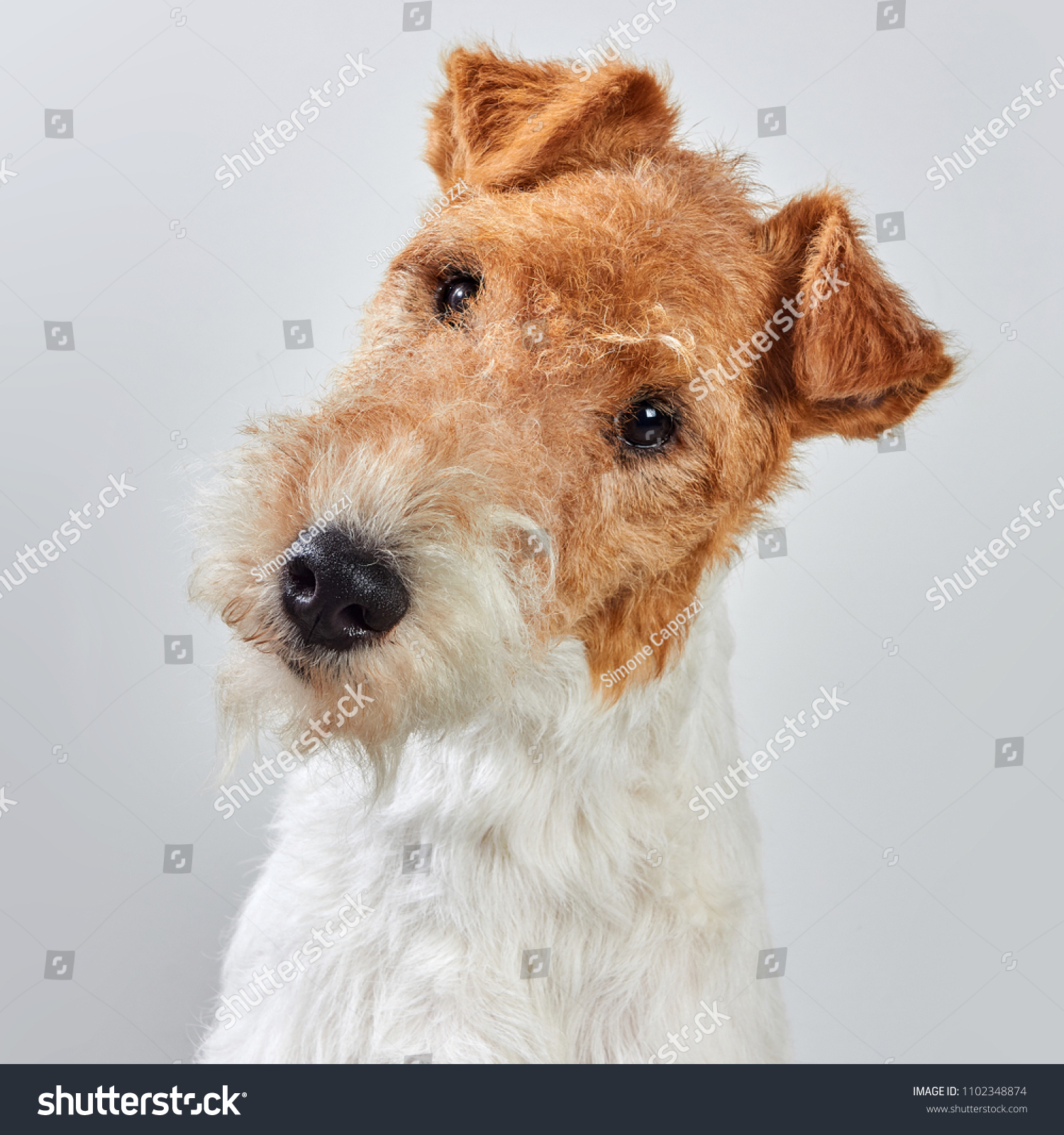 Fox Terrier Portrait Isolated #1102348874