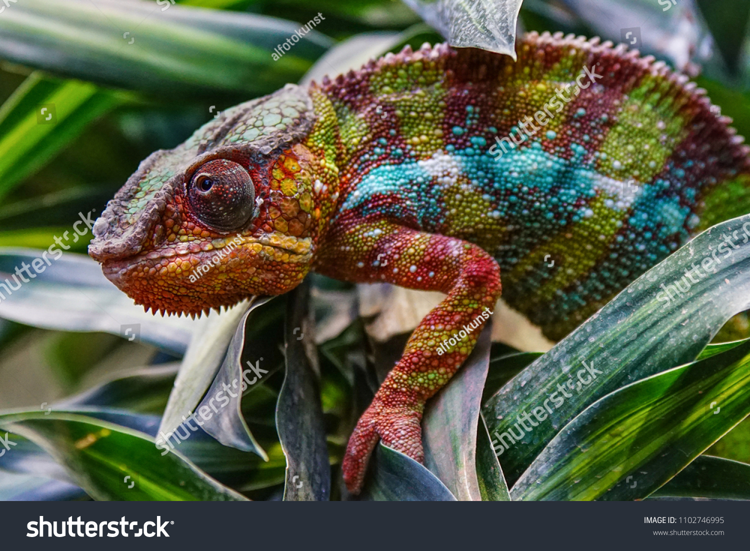Panther Chameleon (Furcifer pardalis), fauna of Madagascar  #1102746995