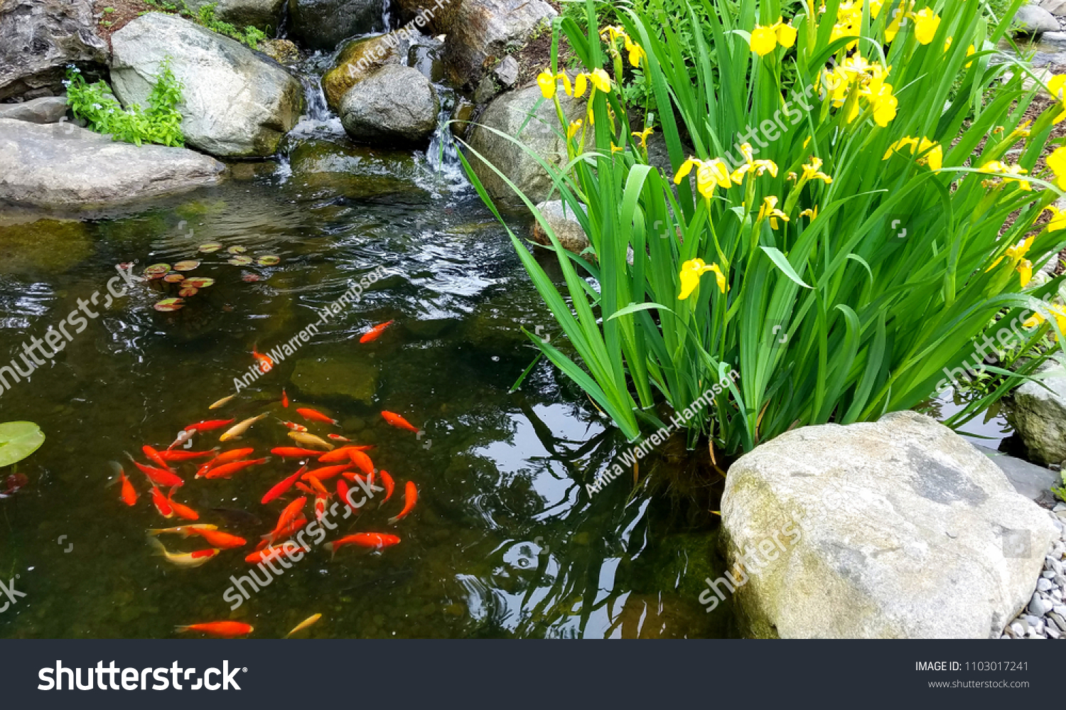 Koi Fish Pond; Decorative Orange Koi Fish Swimming in a Circular Fashion in a Pond Near Surface with Yellow Irises Nearby; Design Elements, Landscaping and Water Feature Ideas.  #1103017241