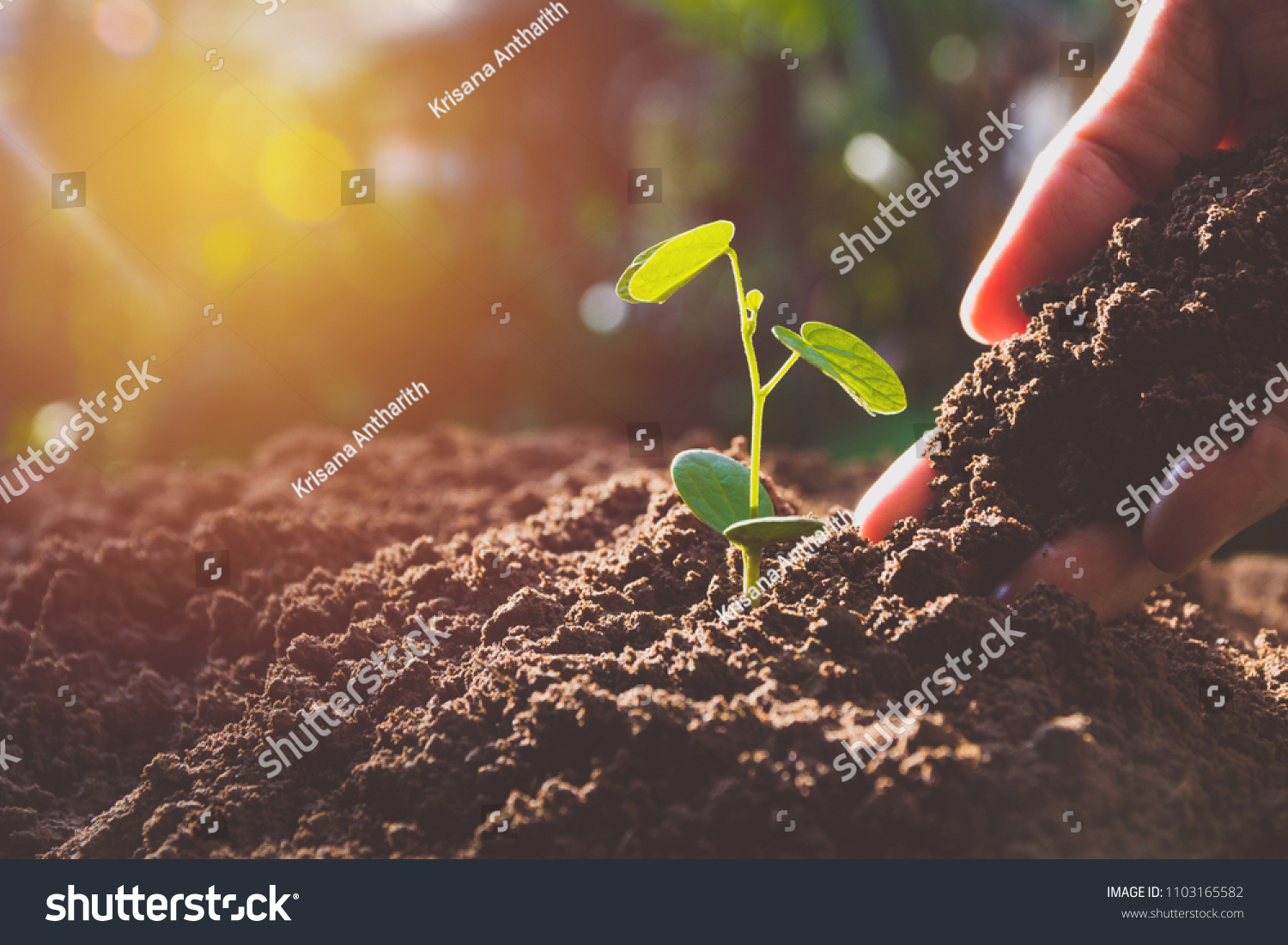 Hand with green young plant growing in soil on nature background #1103165582