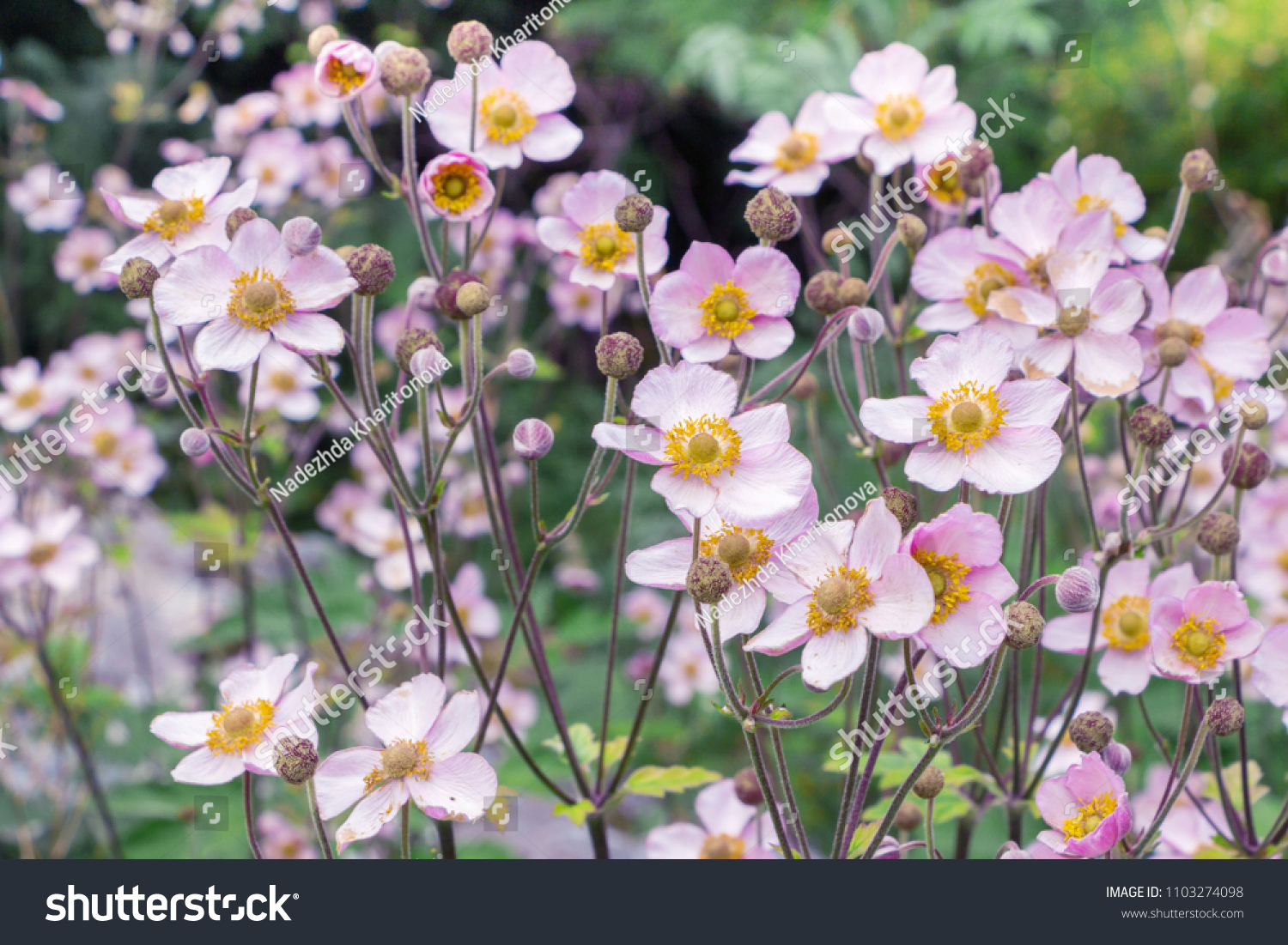 Anemone hupehensis. Commonly known as the Chinese anemone or Japanese anemone, thimbleweed, or windflower. Filled full frame picture. Floral natural delicate background. A lot of small pink flowers. #1103274098