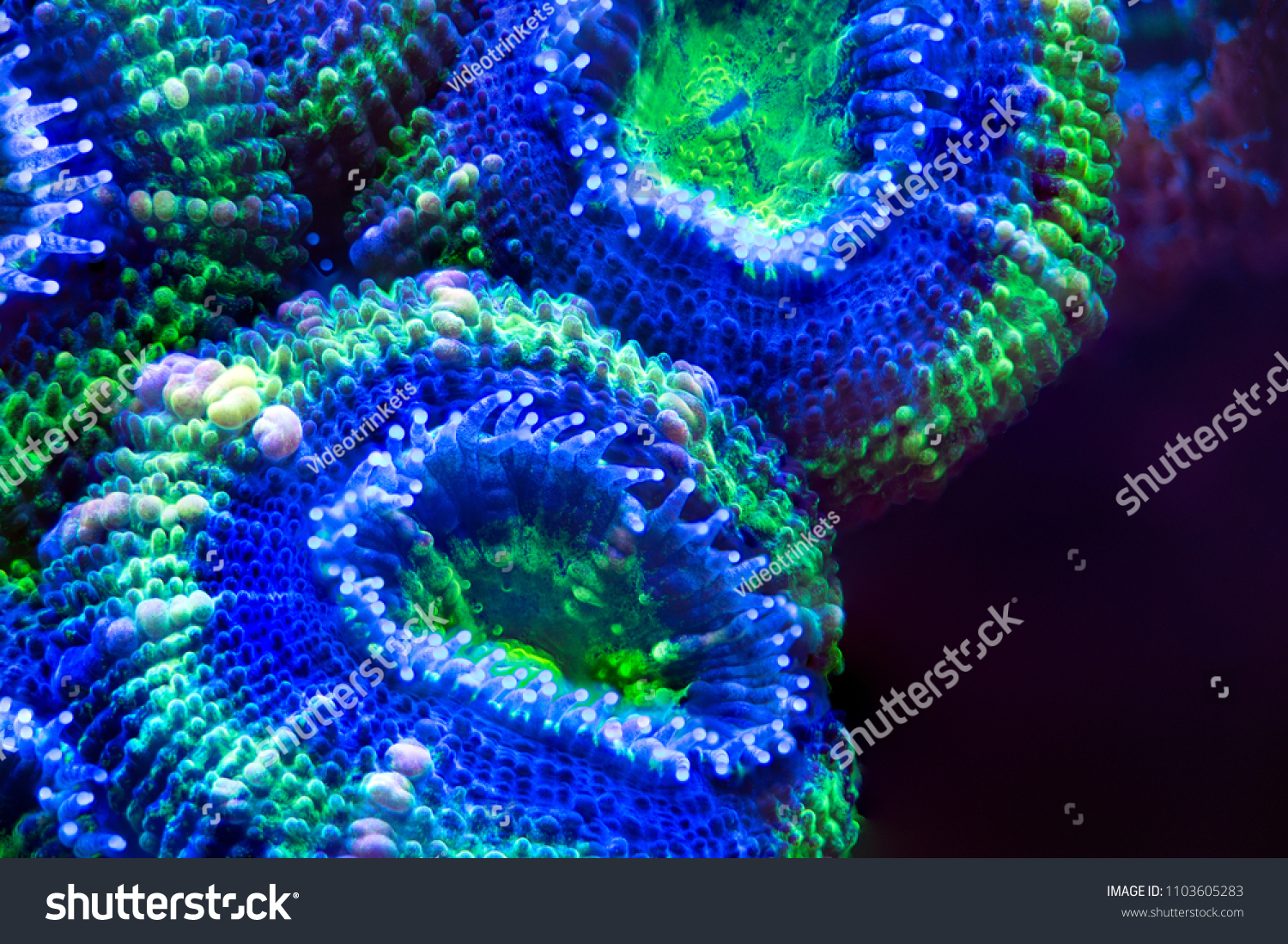 Green blue acan coral #1103605283