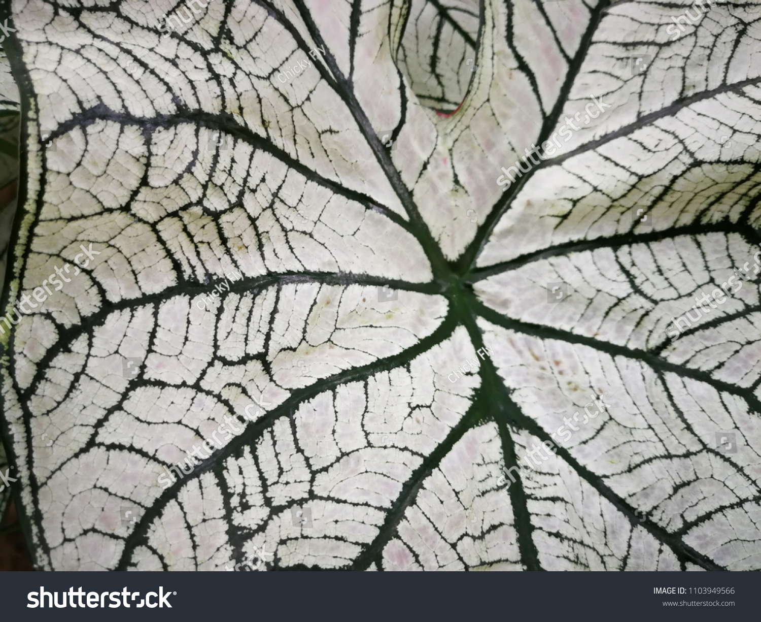 Large white leaves are planted in moist soils. It is a tree that likes water and moisture. Planted in Asia Do not like sunny Used to decorate the garden. Or decorate the place. #1103949566