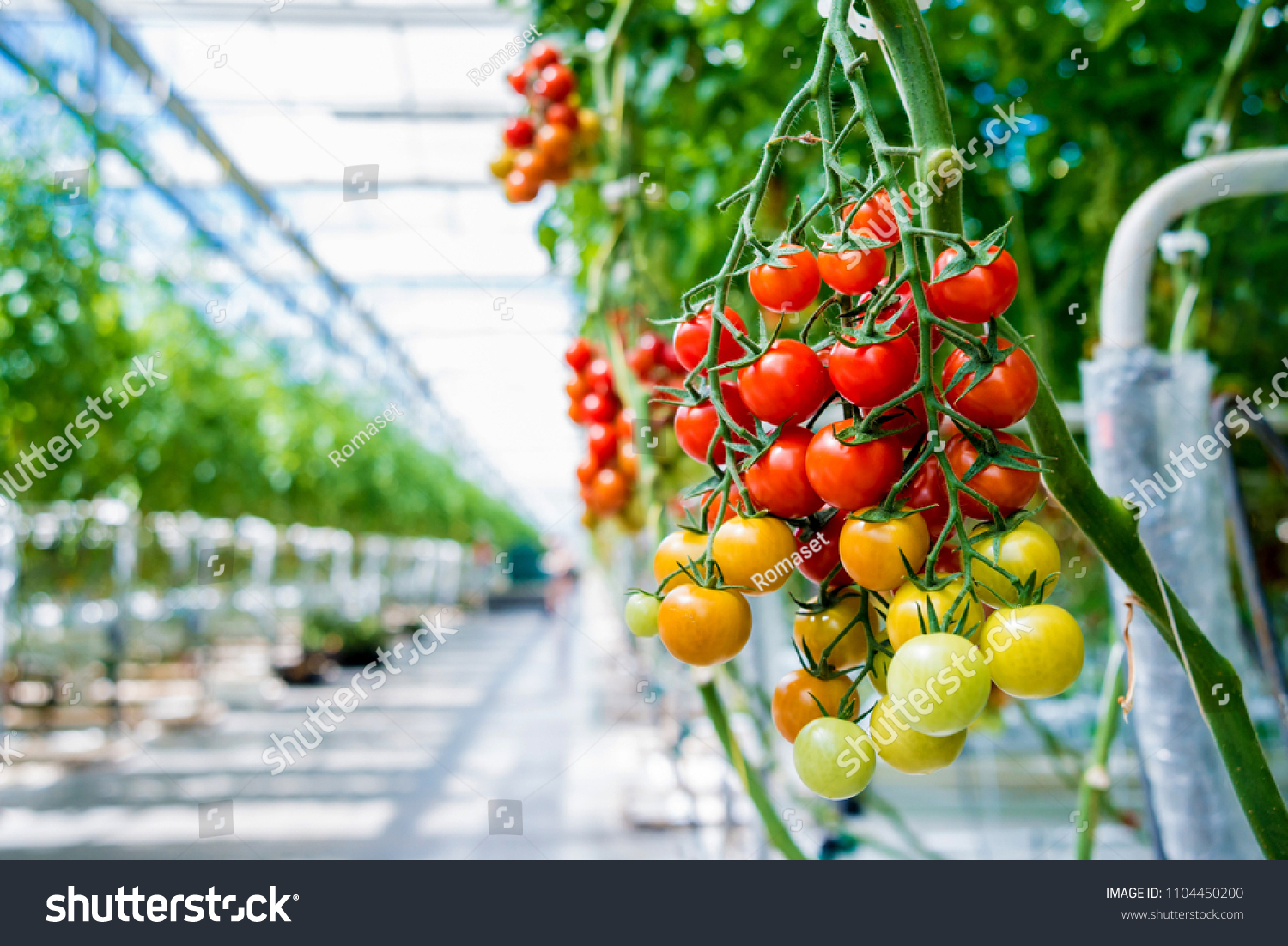 Beautiful red ripe tomatoes grown in a greenhouse. Beautiful background #1104450200