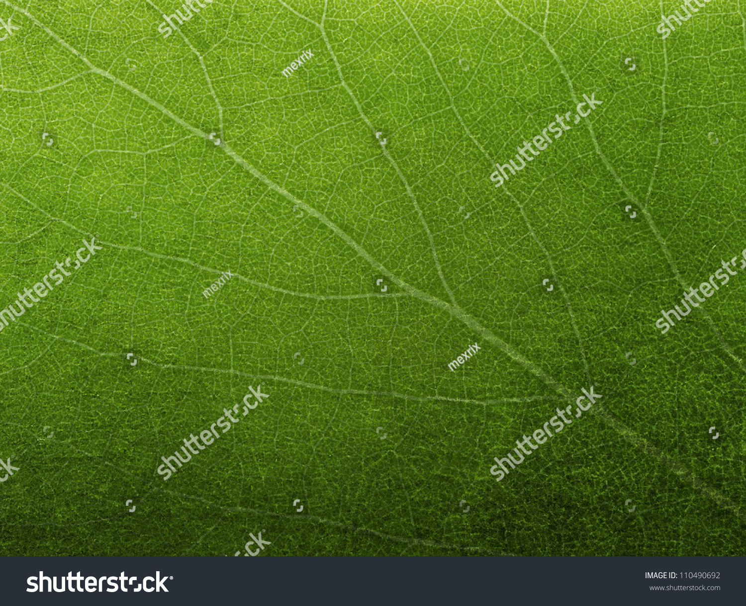 Abstract green leaf texture for background #110490692
