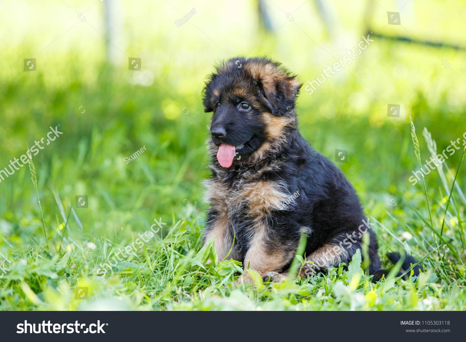 Agile puppy of german shepherd playing on green lawn. #1105303118