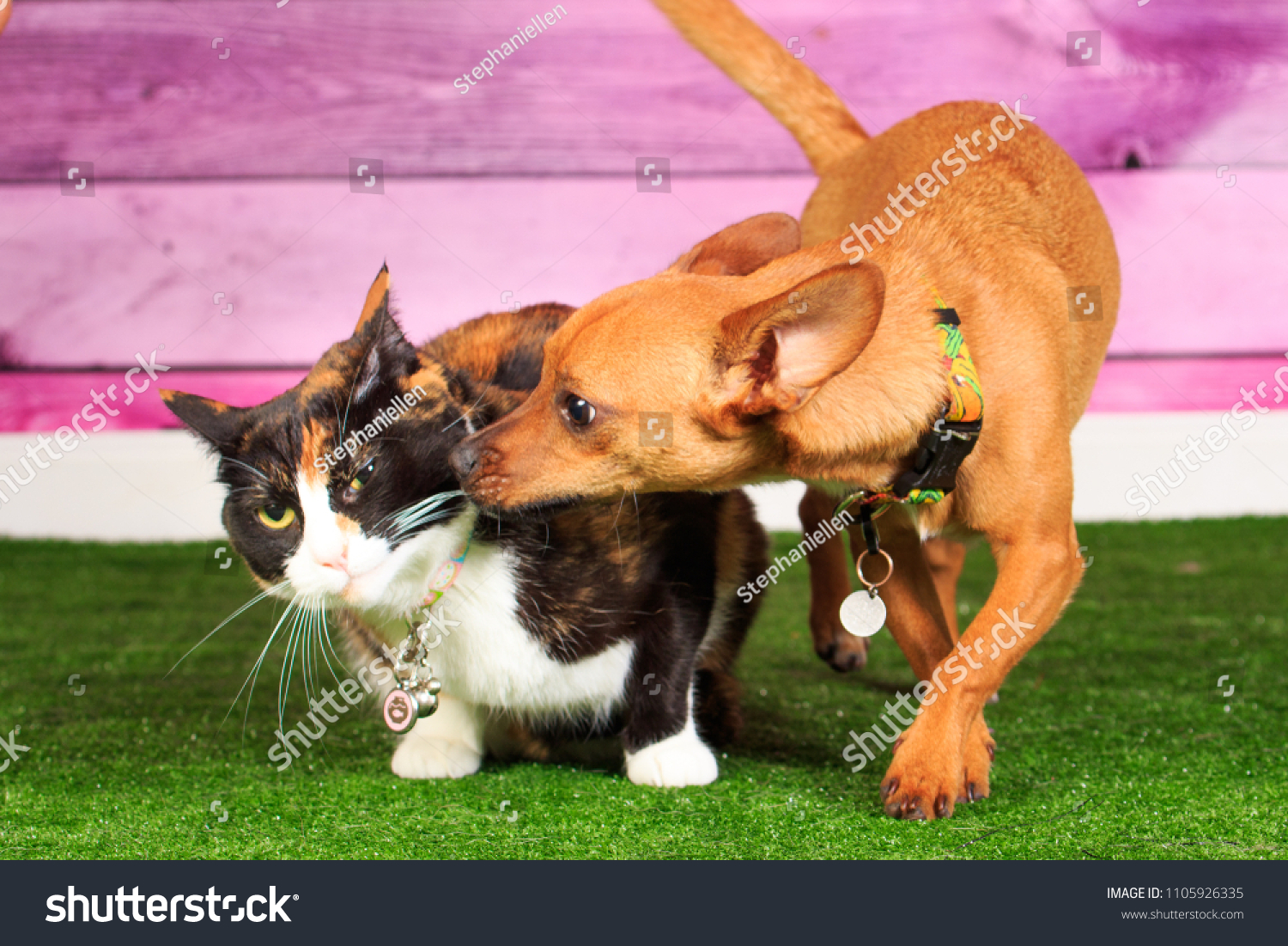 Dog kissing Cat #1105926335