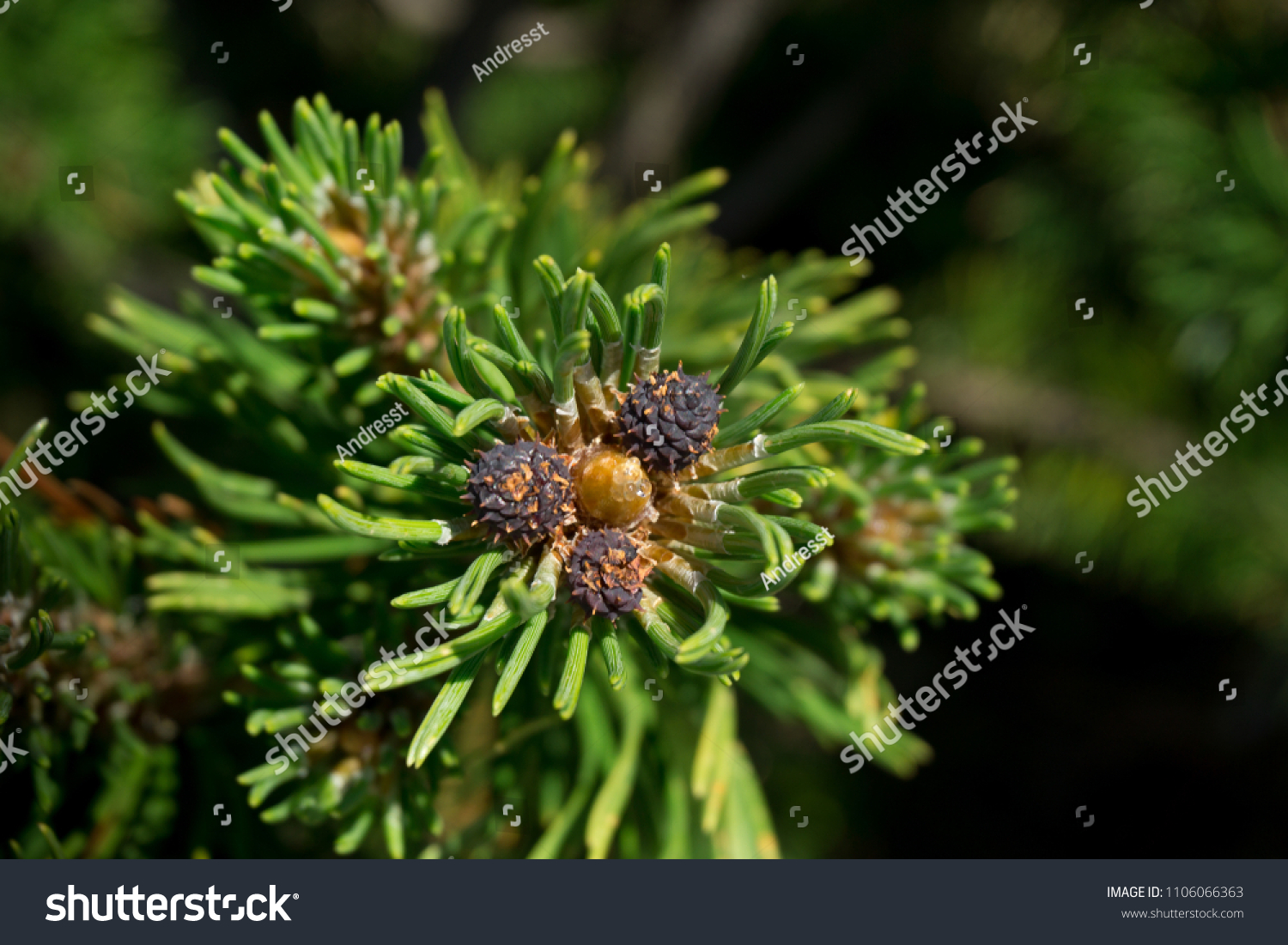 Close-up of mountain pine on sunny day. Taken in Italy. #1106066363