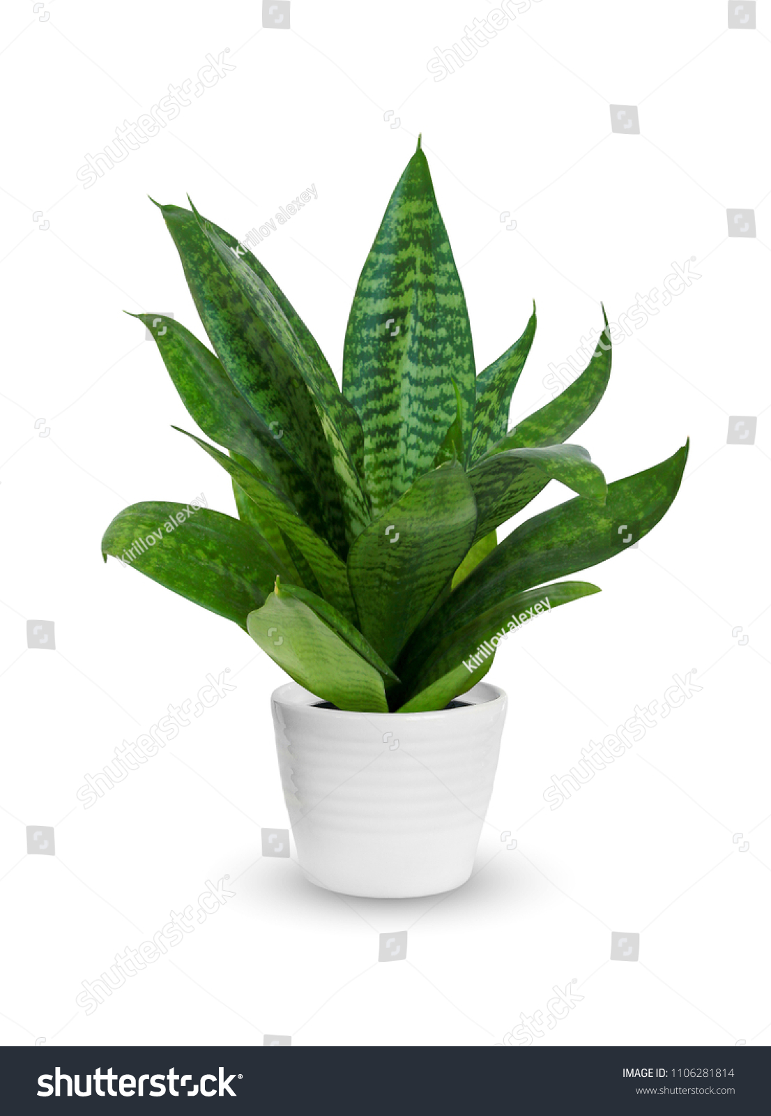 Young Sansevieria a potted plant isolated over white #1106281814