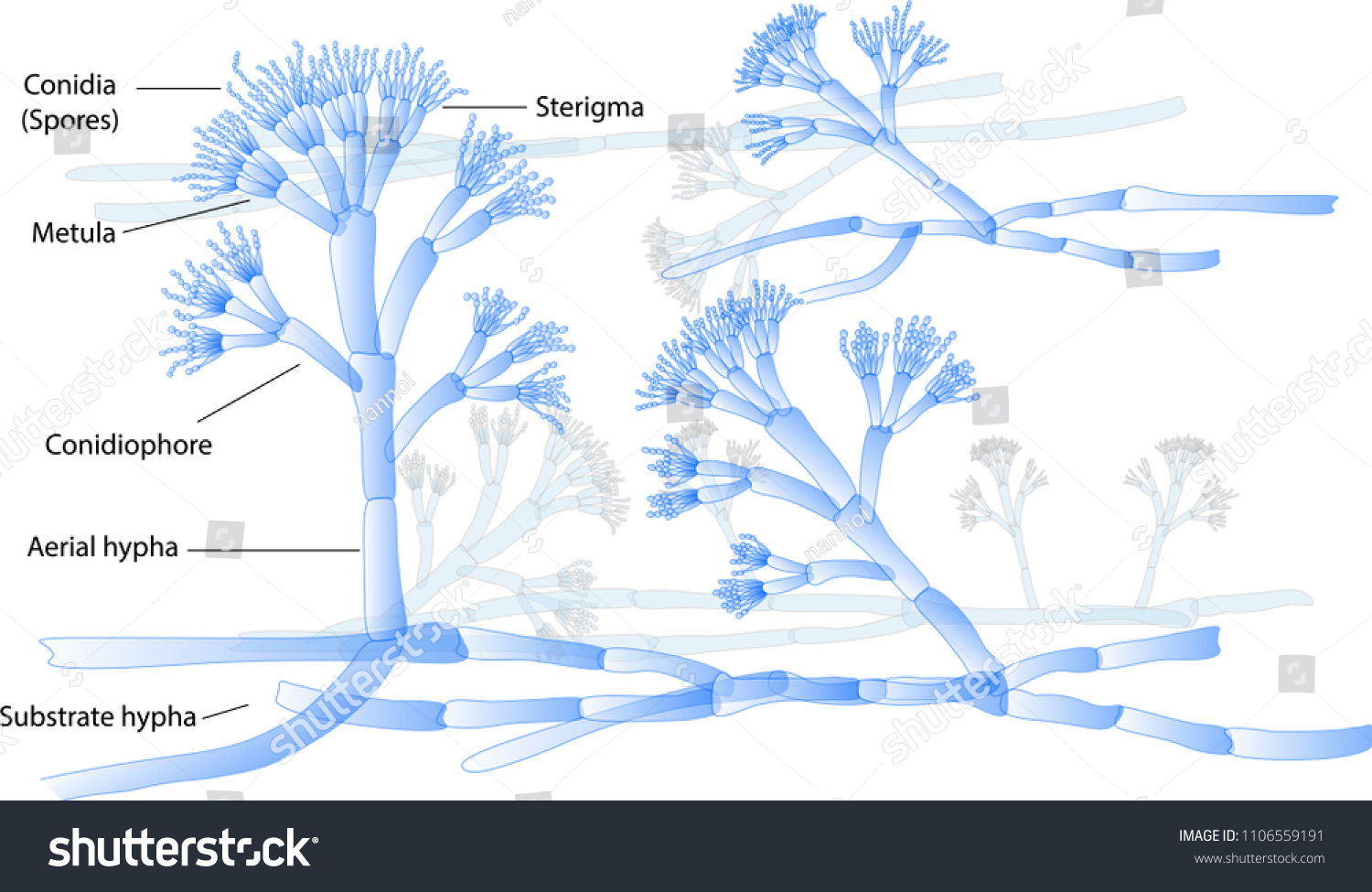 Structure Of Penicillium With Methylene Blue Royalty Free Stock Vector 1106559191 5785