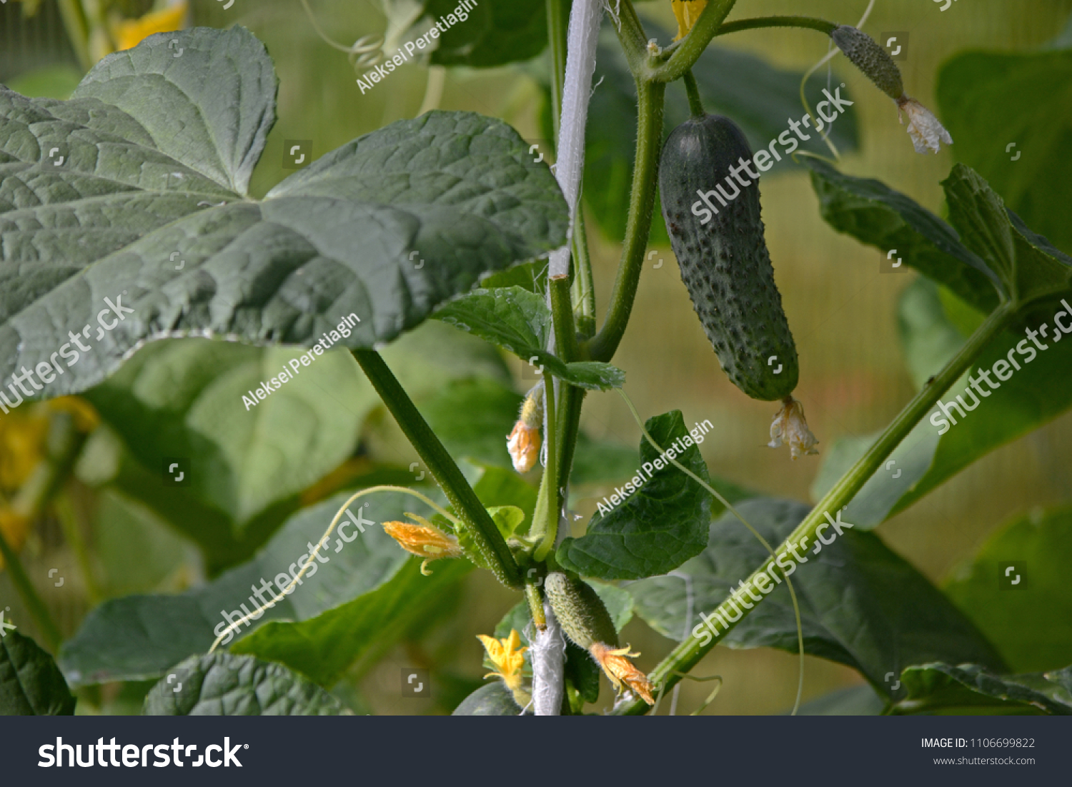 Fresh young green cucumber hanging on a branch #1106699822