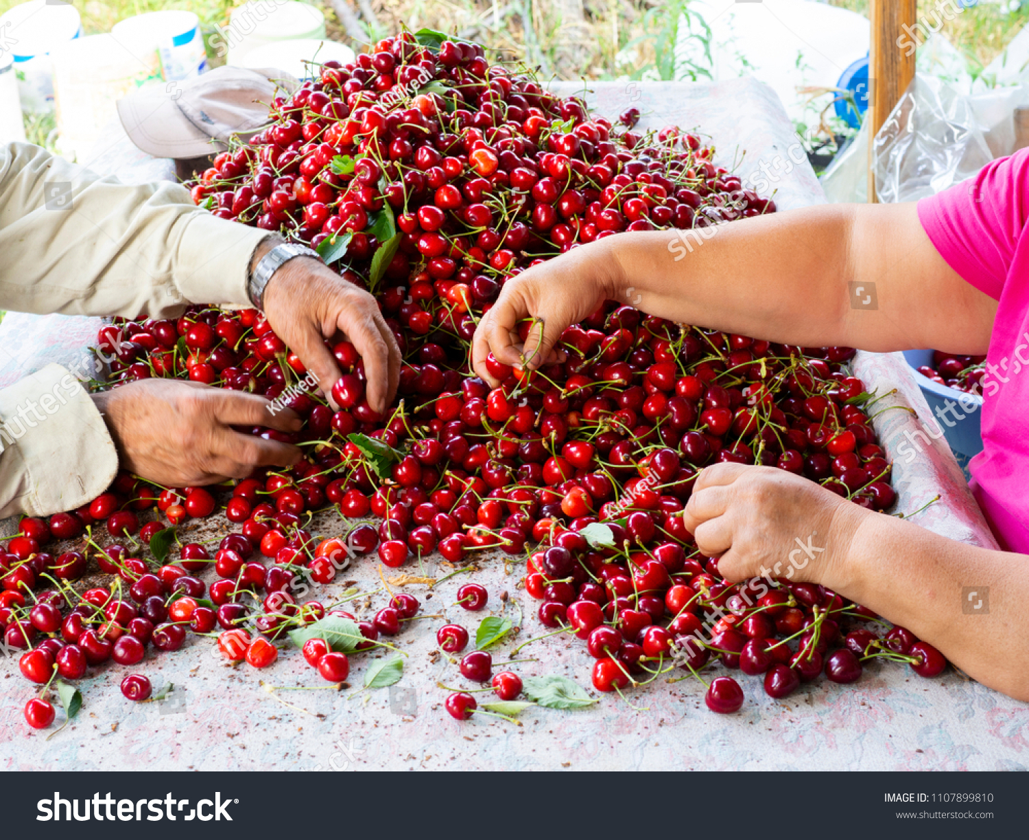 the workers are choosing cherry. fresh organic cherries background. Red fresh bunch of cherries on the table. fresh red cherry heap. cherry selective workers #1107899810