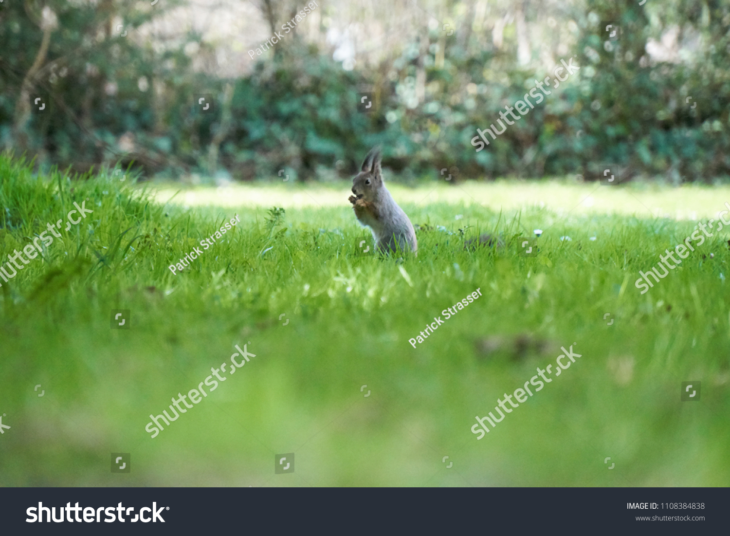                     Squirrel on a lawn #1108384838
