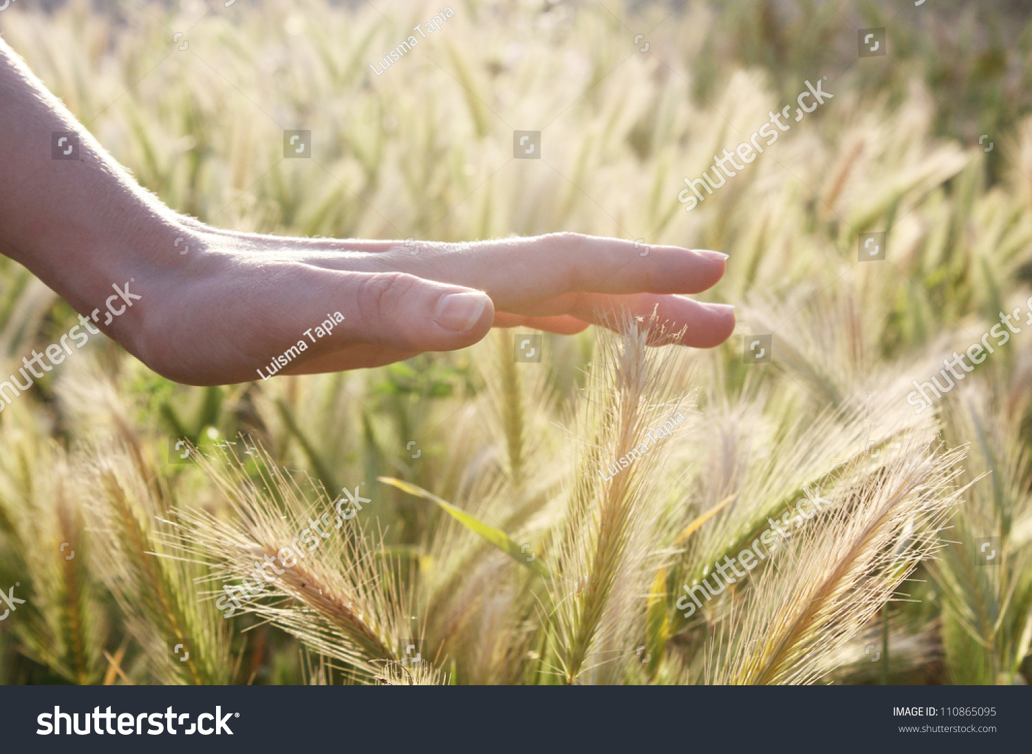 Hand caressing some ears of wheat. #110865095