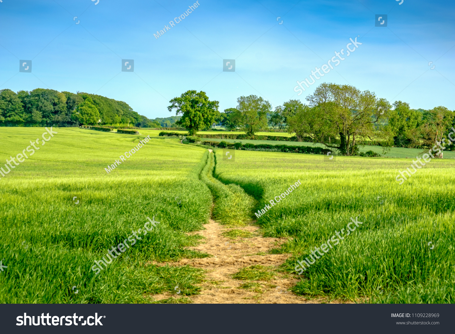 Countryside path across a farmers field on a summers afternoon in the Chilterns. Amersham, Buckinghamshire, England, U.K. #1109228969