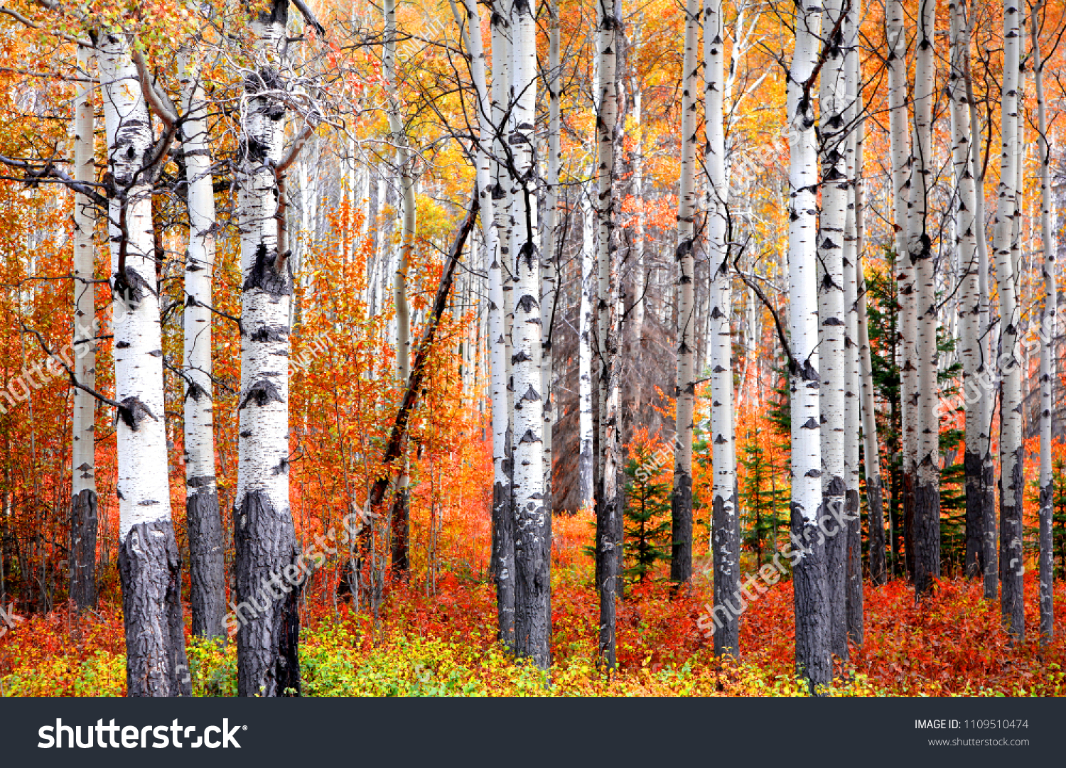 Aspen trees in Banff national park in autumn time #1109510474