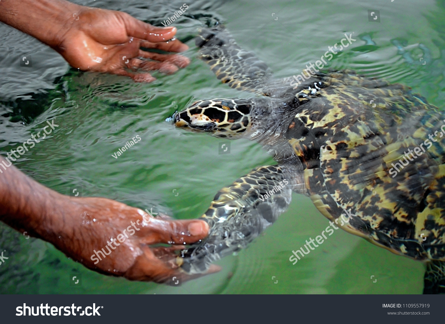  The rescued tortoise holds its flippers with human hands  . Sea Turtles Conservation Research Project in Bentota, Sri Lanka. saving animals, trusting people
 #1109557919